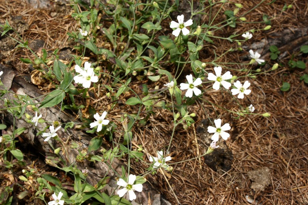 Atocion rupestre (=Silene rupestris) / Silene delle rupi